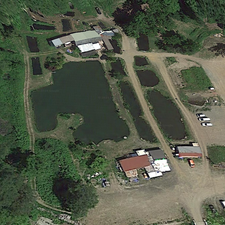 藍鱗 (あいりん)