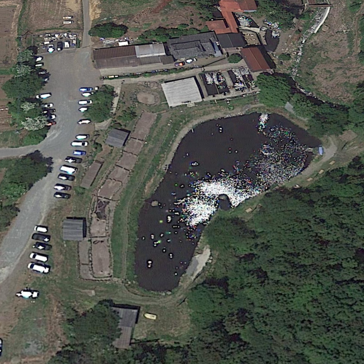 大崎つりぼり・大崎養魚場