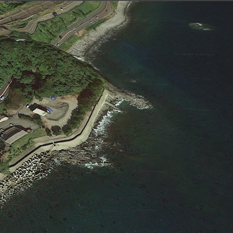 根府川大根・小根