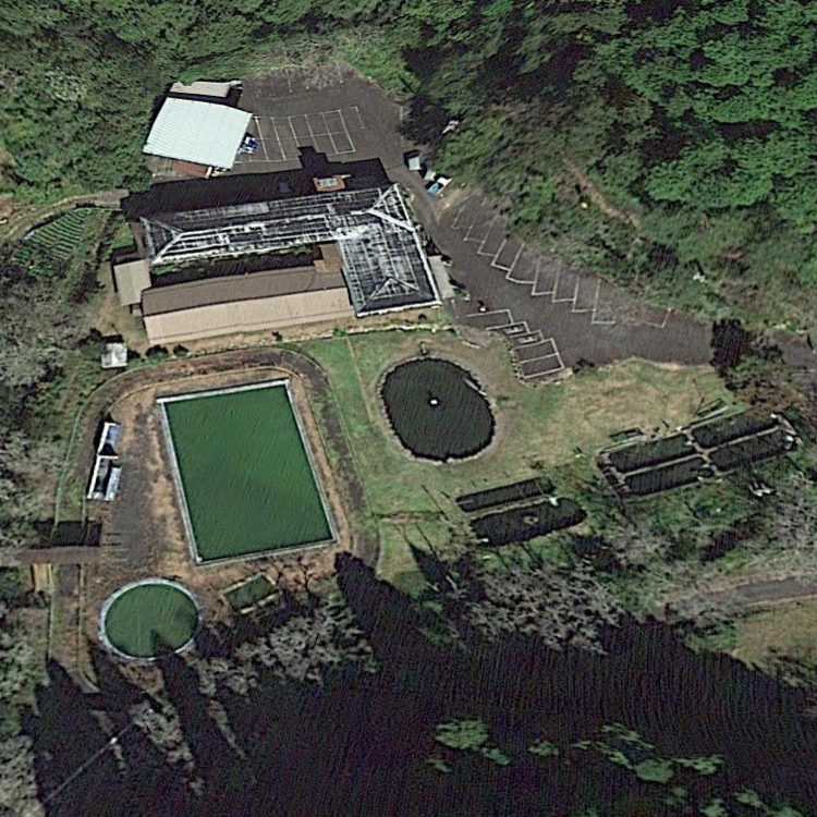 七宗遊園マス池