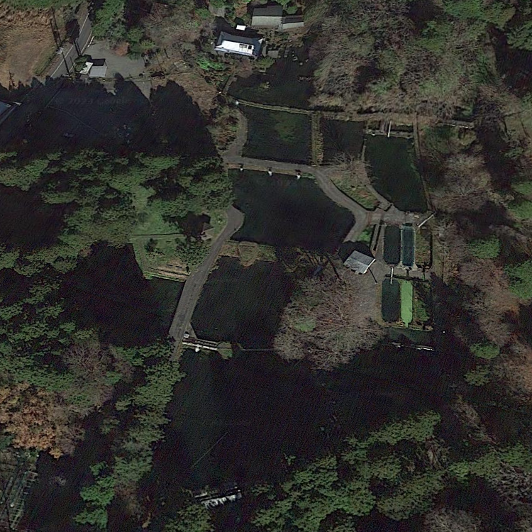 富士養鱒漁業協同組合直営釣り堀