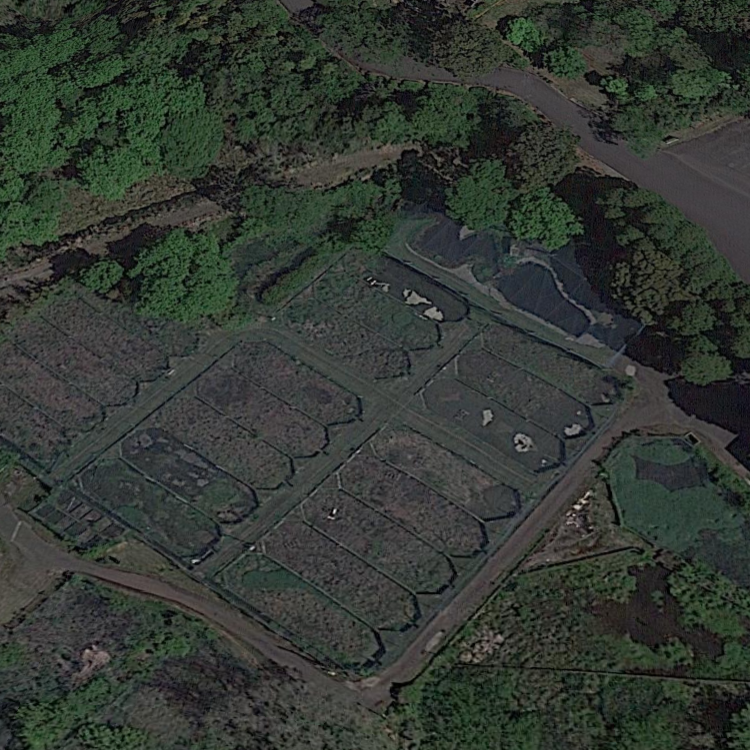 ニジマスの釣り堀